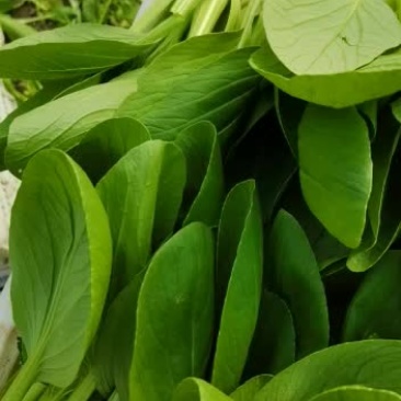 上海青毛白菜等各种叶菜