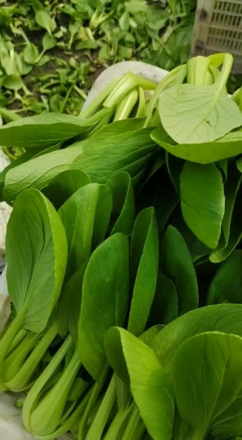 上海青毛白菜等各种叶菜
