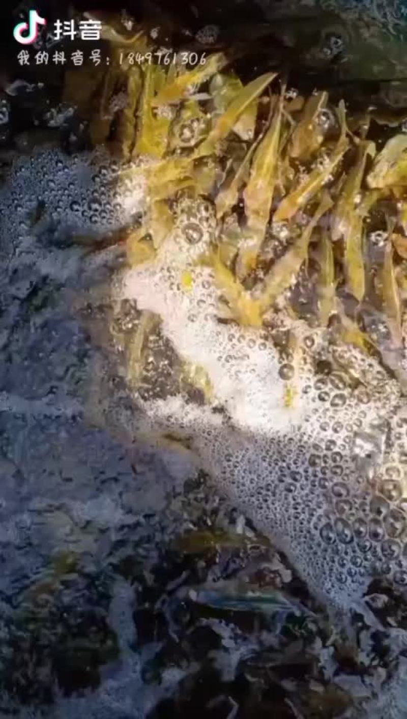 诏安蓝子鱼苗大量有货