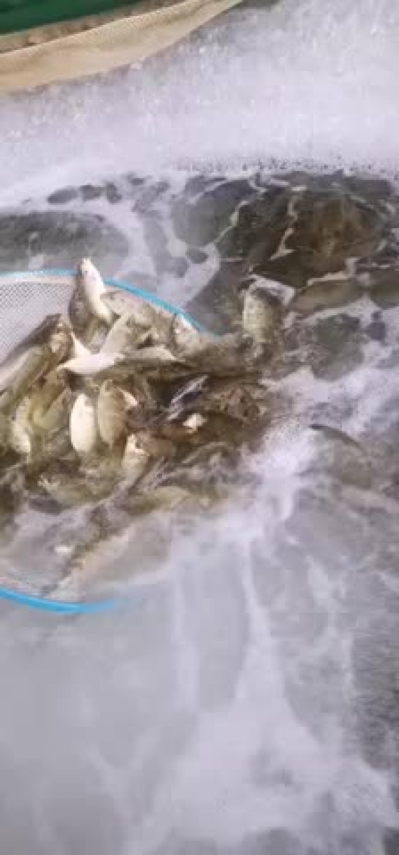 诏安蓝子鱼苗大量有货
