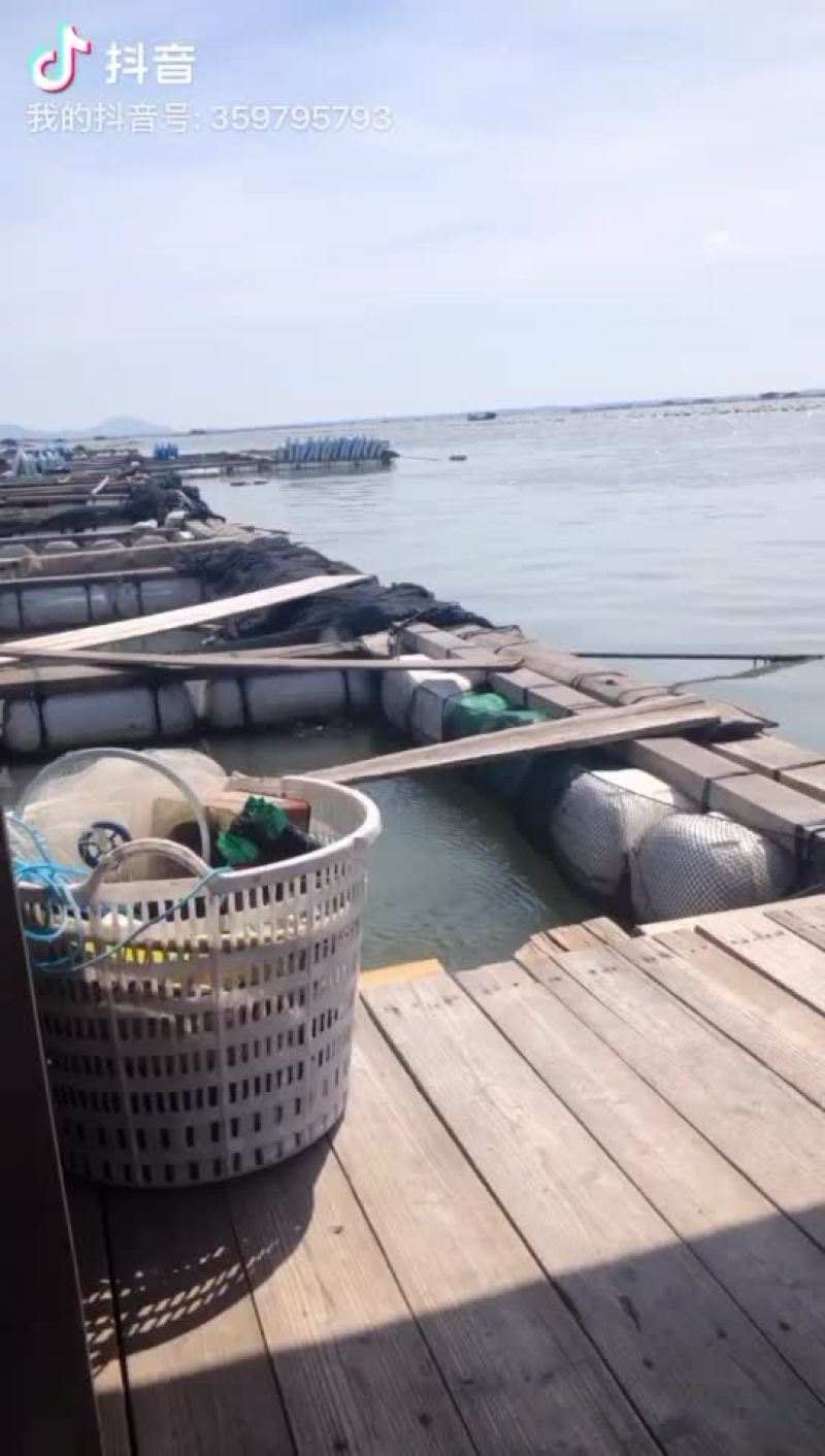 诏安蓝子鱼苗大量有货