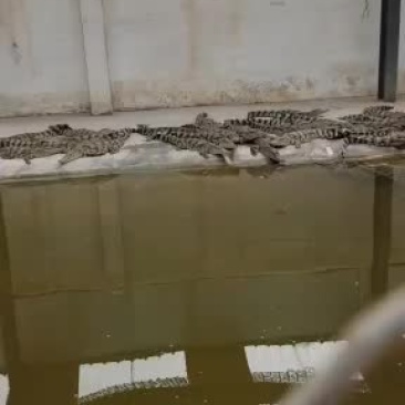 精品鳄鱼苗，中型鳄鱼