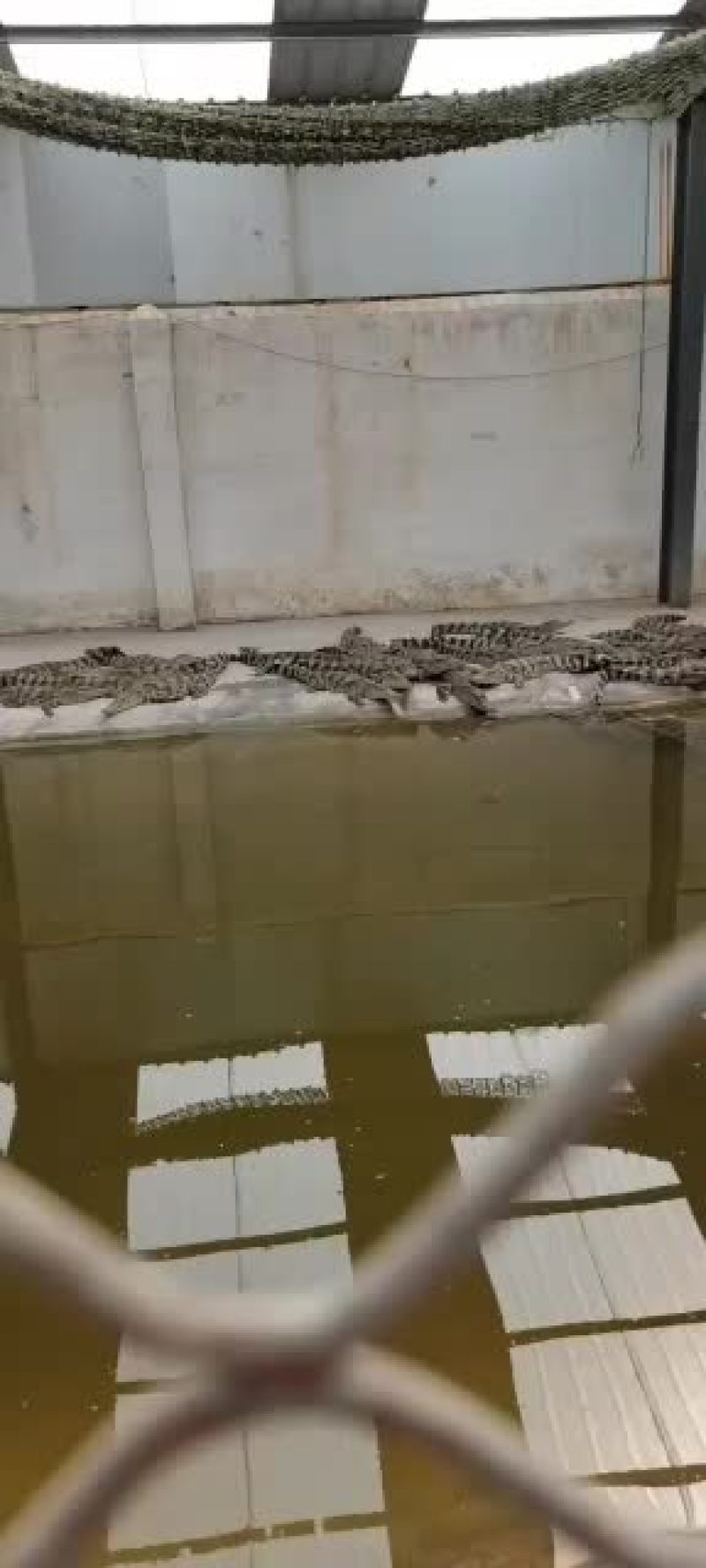 精品鳄鱼苗，中型鳄鱼