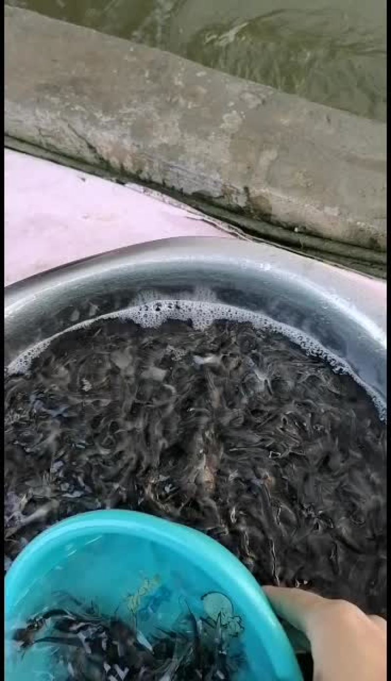 班点叉尾鮰鱼苗，广东鱼苗批发，产地直销，