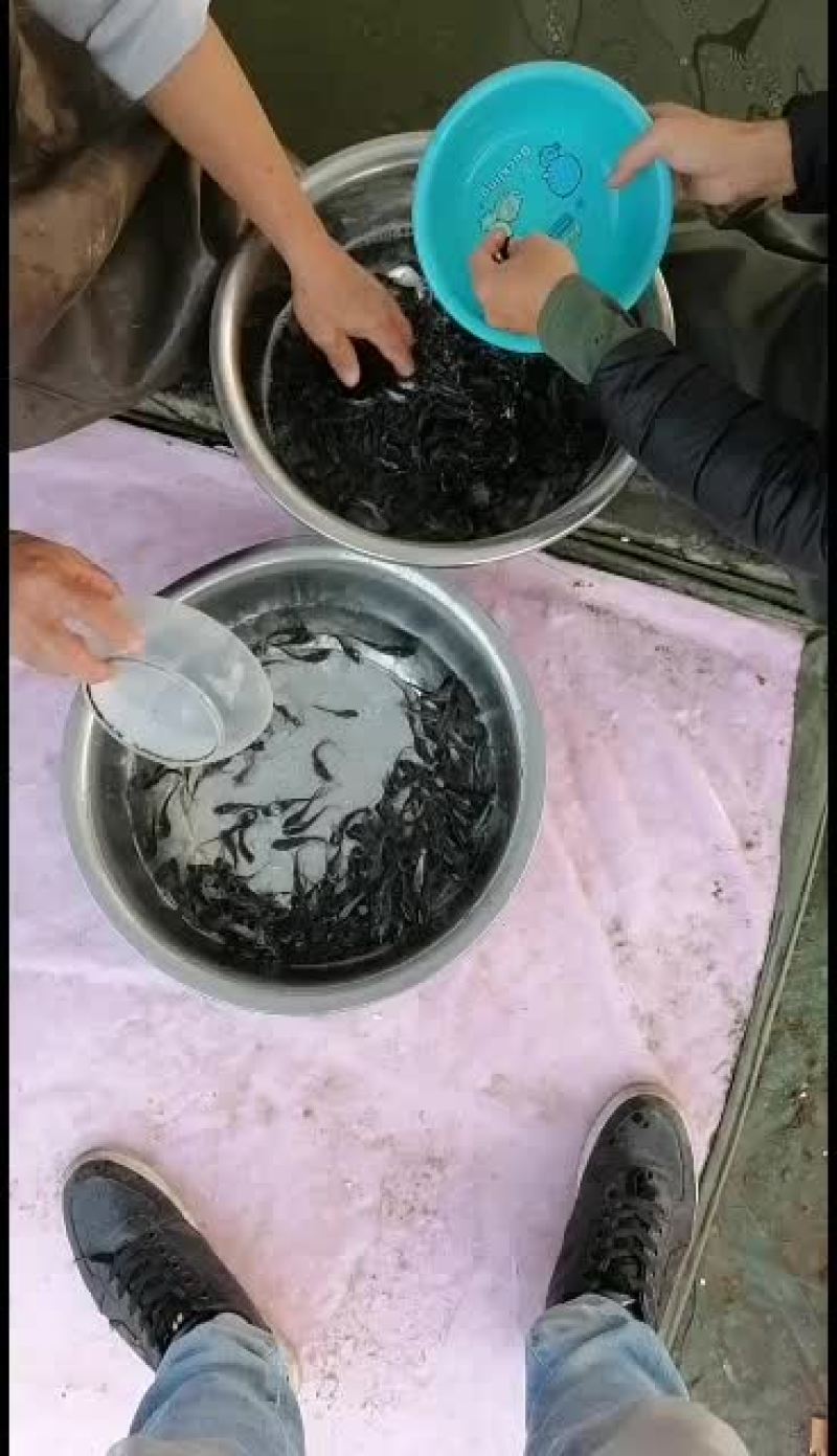 班点叉尾鮰鱼苗，广东鱼苗批发，产地直销，