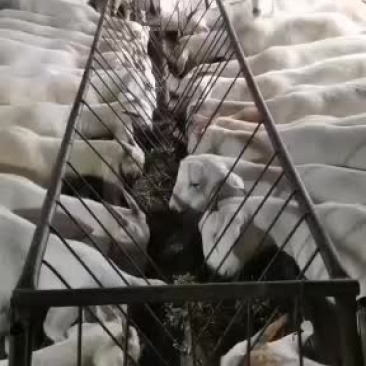 农户养白山羊种羊怀孕母羊量大免费运输提供养殖技术