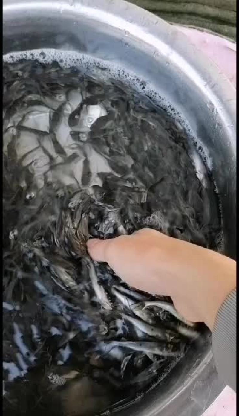 班点叉尾鮰鱼苗，广东鱼苗批发，产地直销，