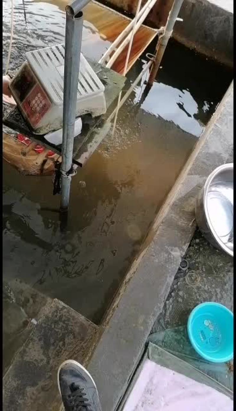 班点叉尾鮰鱼苗，广东鱼苗批发，产地直销，