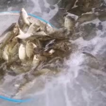 诏安水产鱼苗主要以批发为主