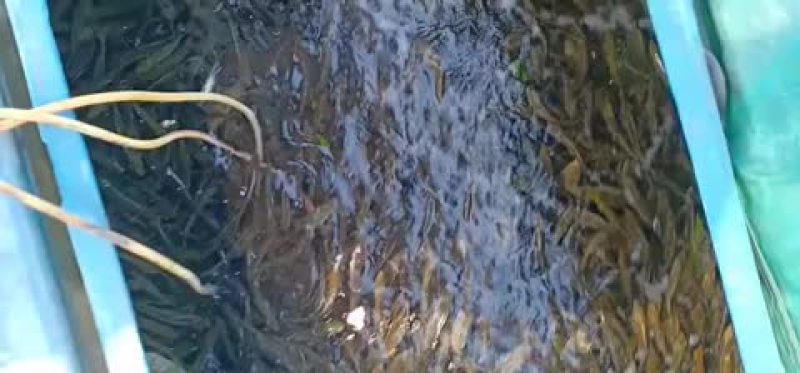 诏安水产鱼苗主要以批发为主