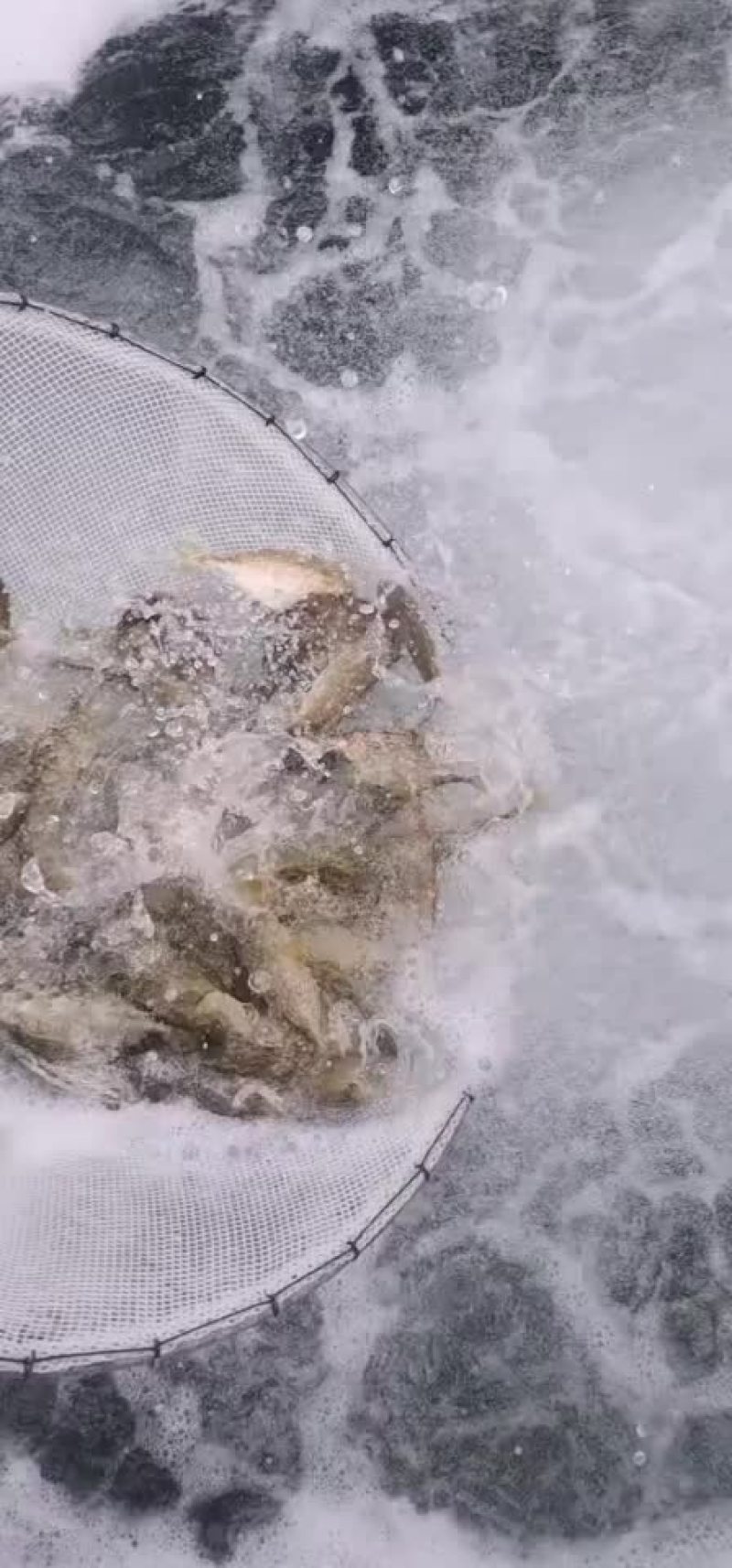 诏安水产鱼苗主要以批发为主