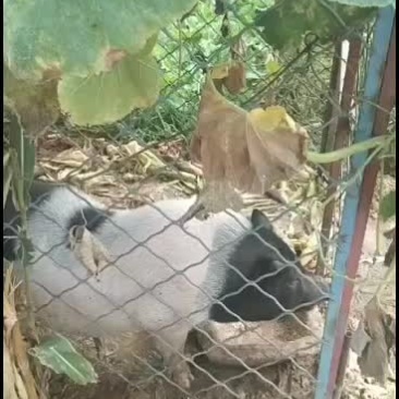 自己养殖的小香猪好吃