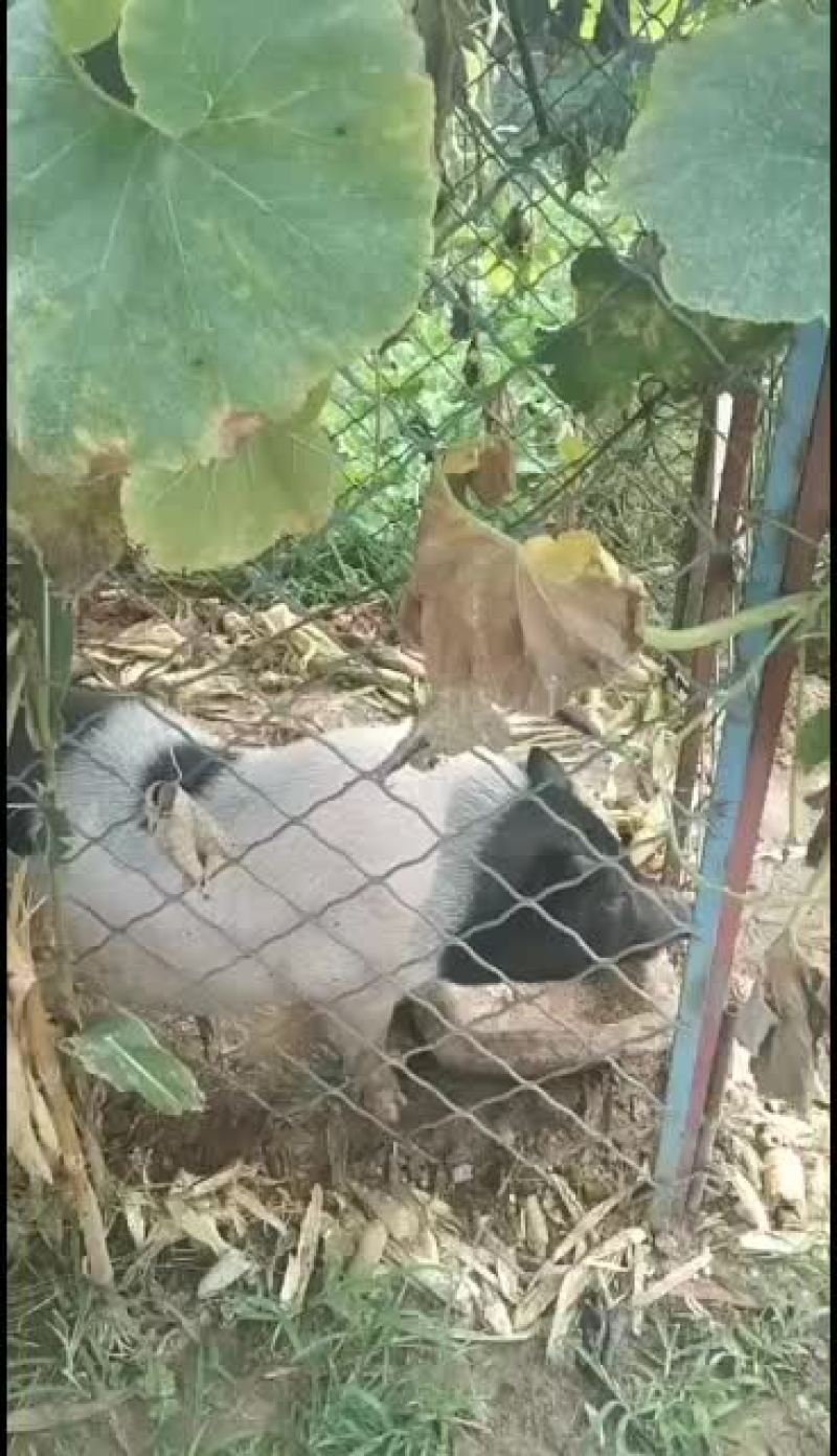 自己养殖的小香猪好吃