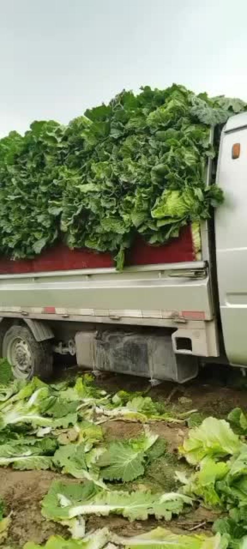 黄旗堡镇义和秋白菜上市了，需要的联系我哦