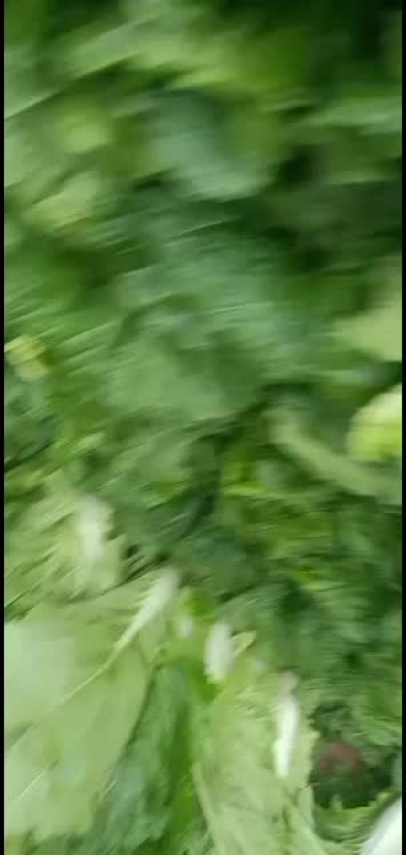黄旗堡镇义和秋白菜上市了，需要的联系我哦