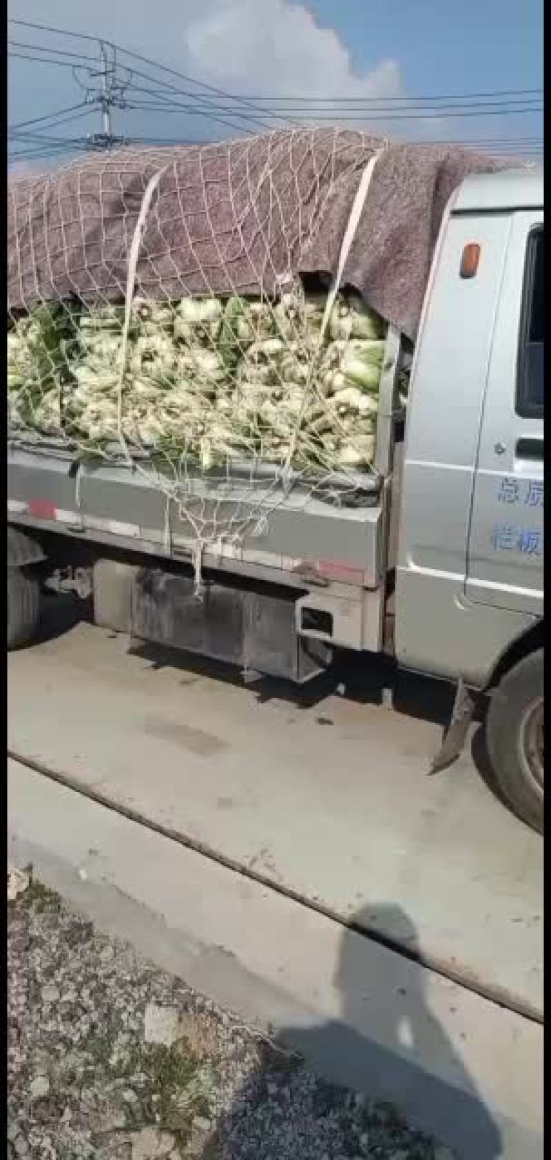 黄旗堡镇义和秋白菜上市了，需要的联系我哦
