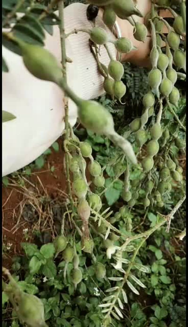 云南文山本地山豆根种子