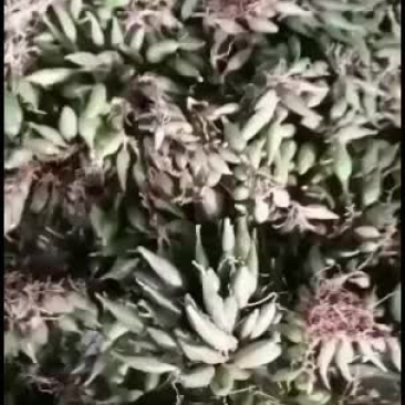 石仙桃，大量批发走量