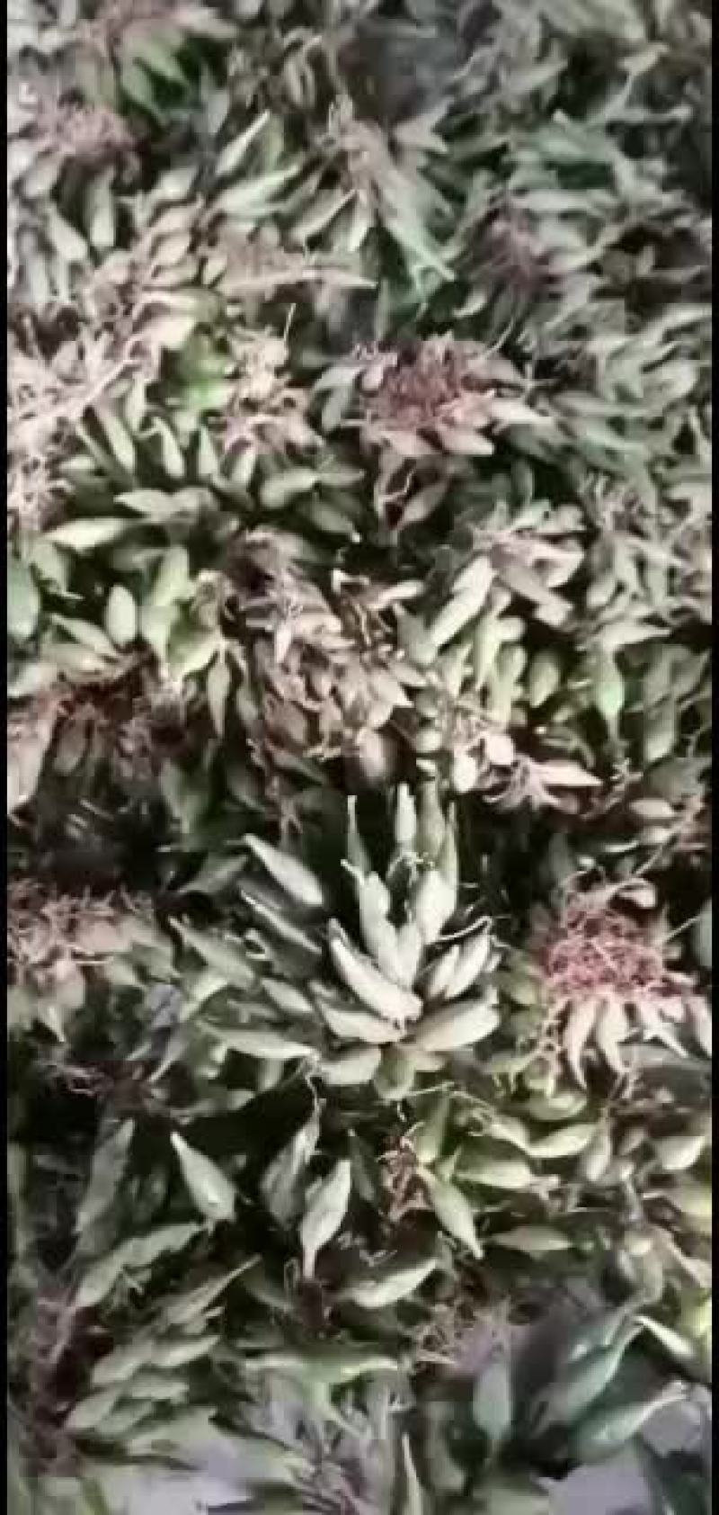 石仙桃，大量批发走量
