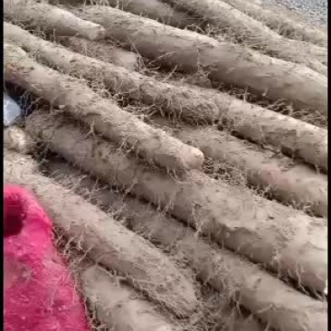 新鲜白玉山药大量上市