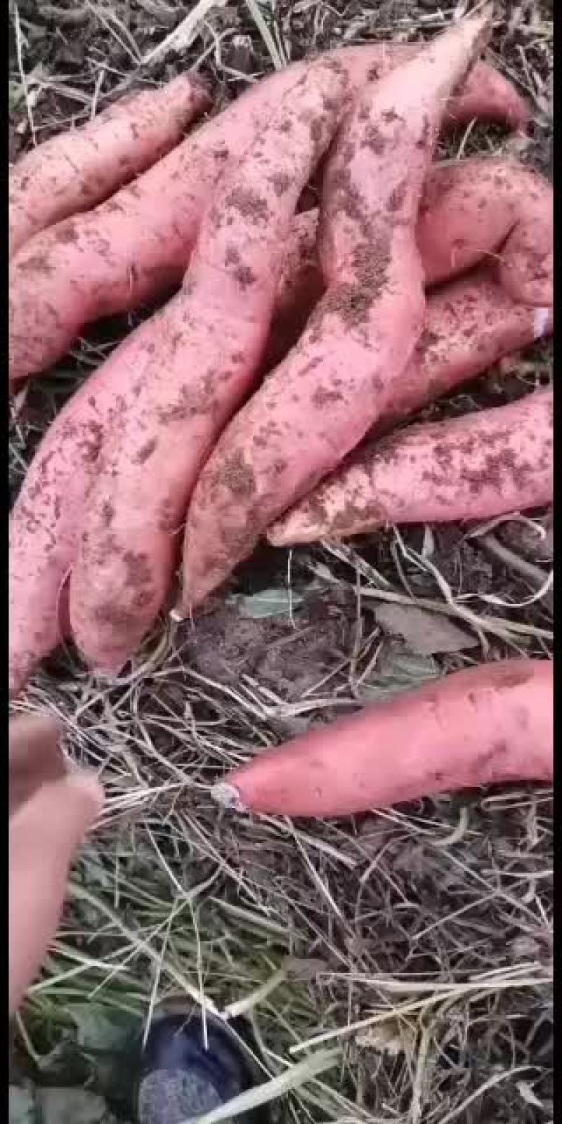 大量批发西瓜红和烟薯25