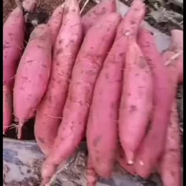大量批发西瓜红和烟薯25