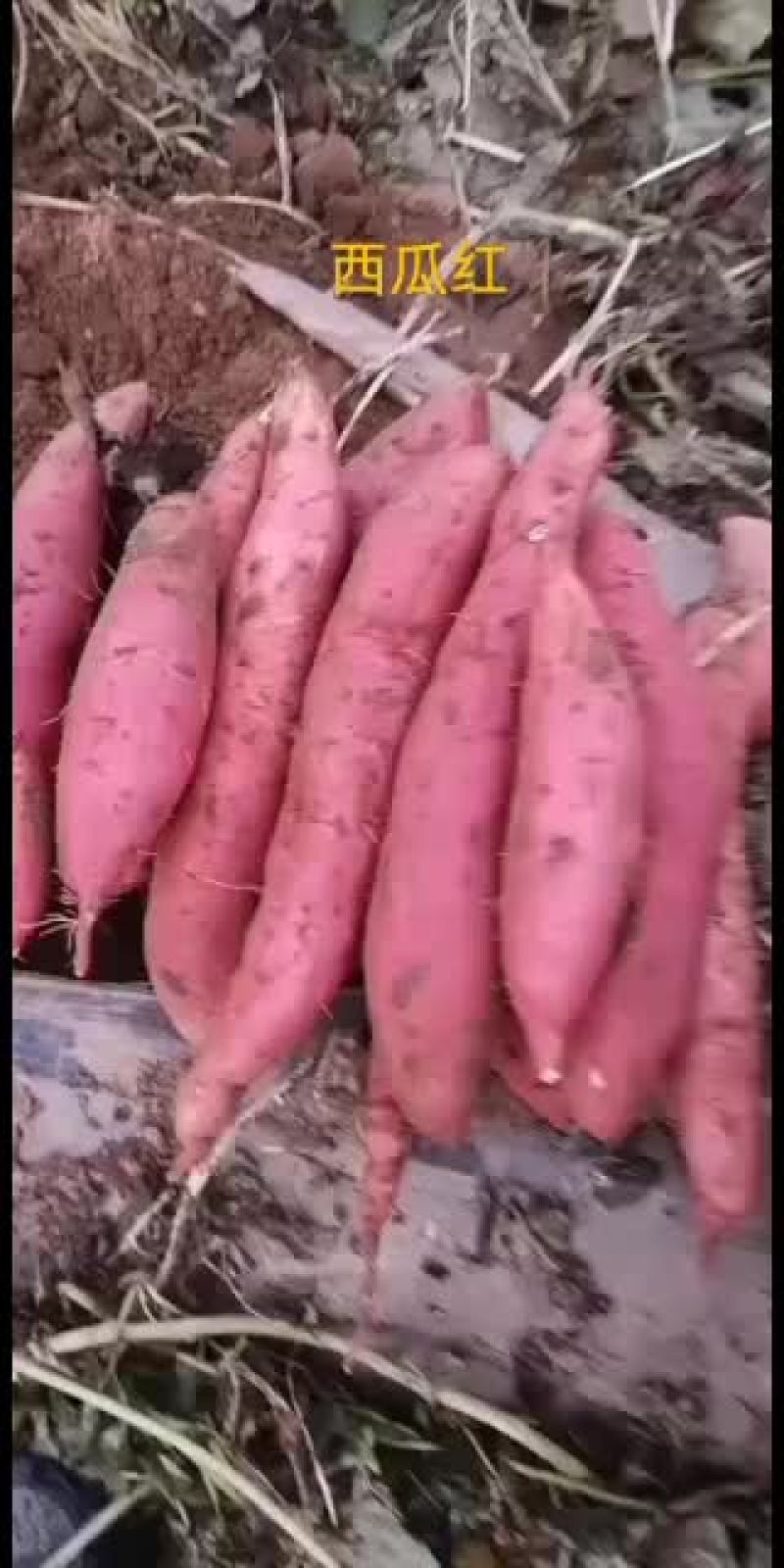 大量批发西瓜红和烟薯25