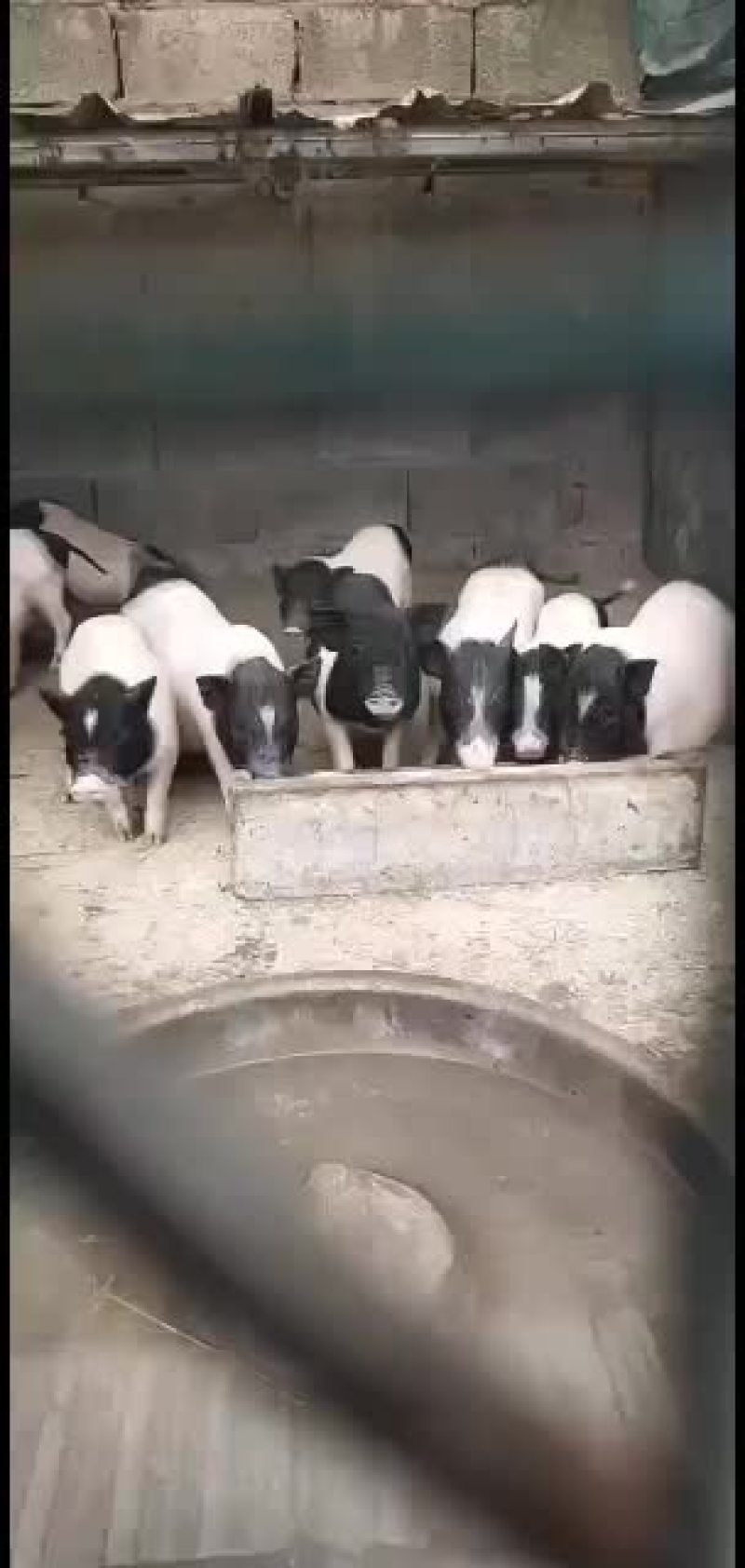 巴马香猪出售中要的联系