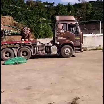 原生冠丛生精品蓝花楹