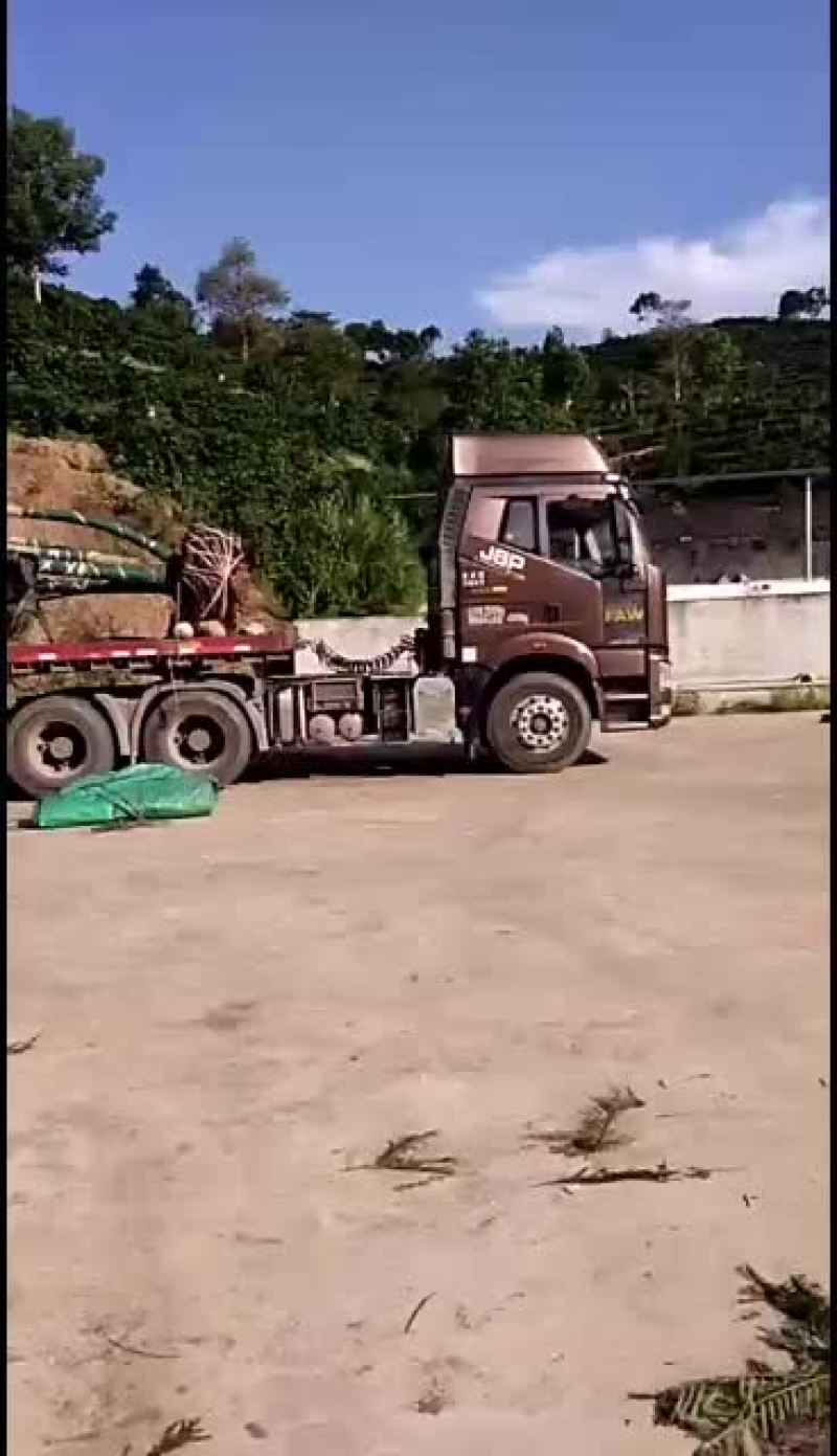 原生冠丛生精品蓝花楹