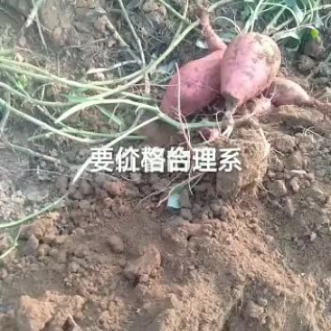 红薯大量批发，一百亩地