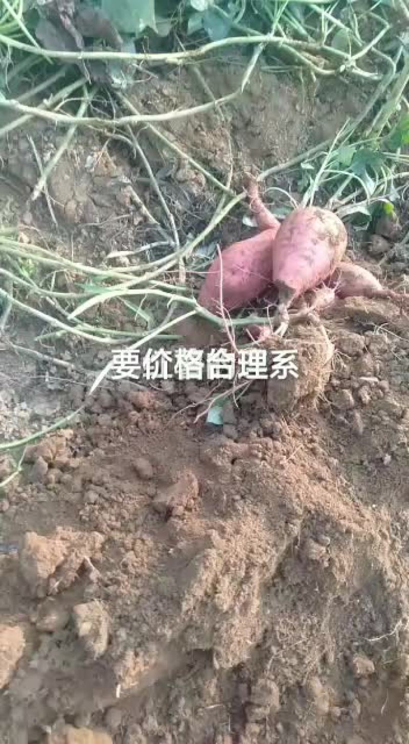 红薯大量批发，一百亩地