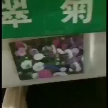 翠菊四季种易活种籽花种子冬天种花卉种子冬季室外开花不断花