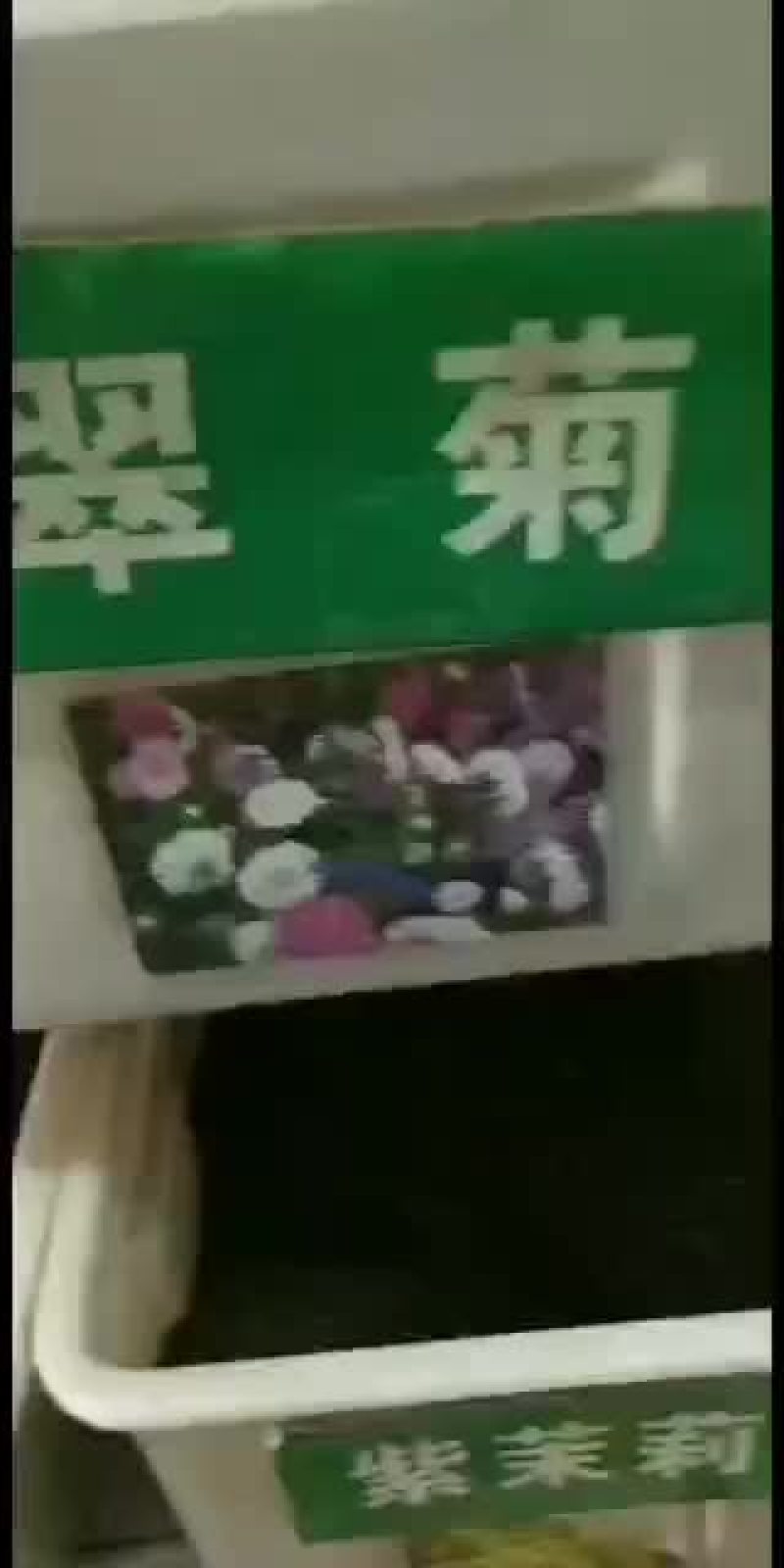 翠菊四季种易活种籽花种子冬天种花卉种子冬季室外开花不断花