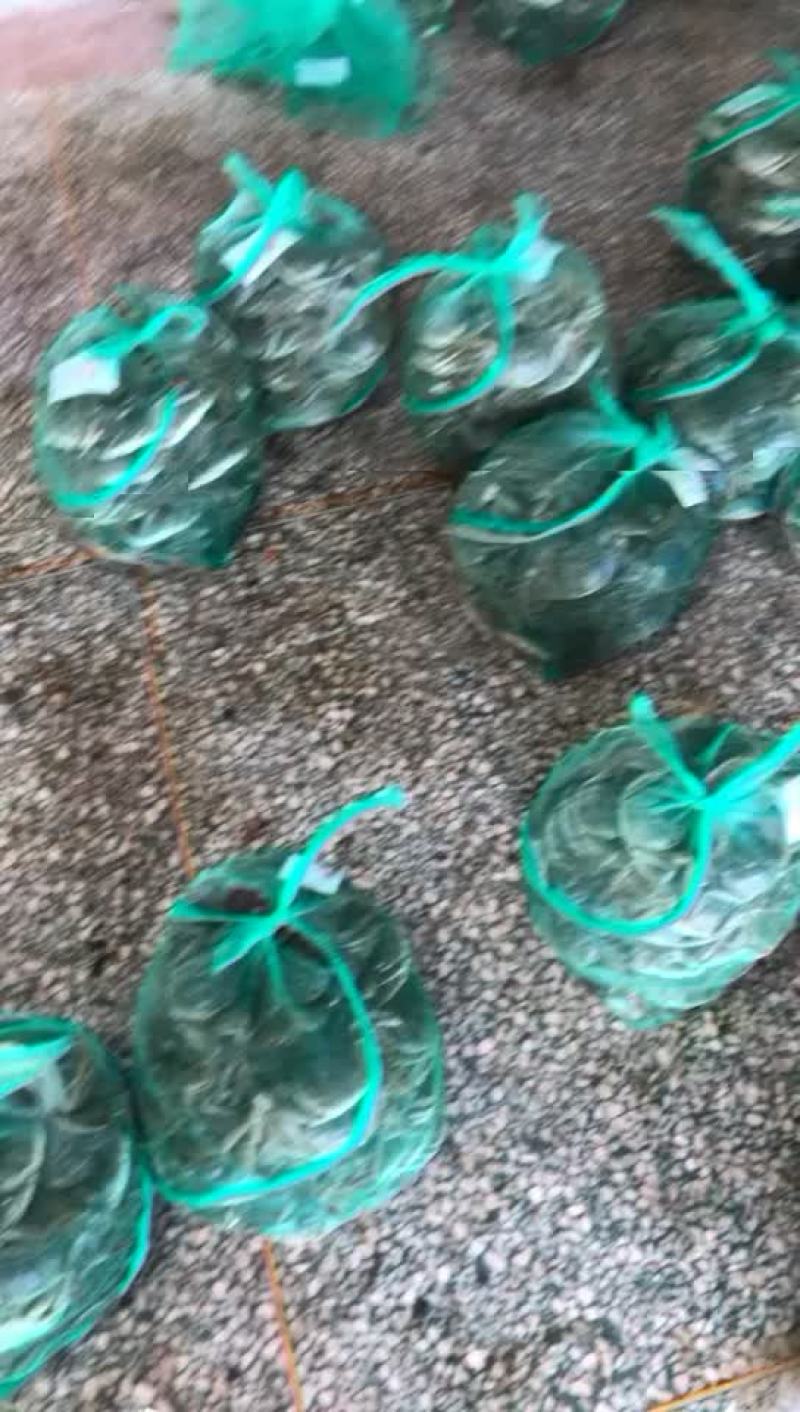 大闸蟹批发零售合作欢迎大家