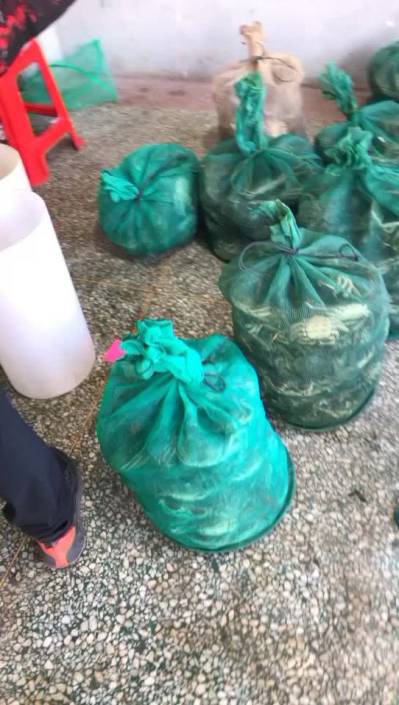 大闸蟹批发零售合作欢迎大家