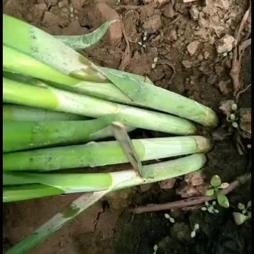 甘肃靖远韭菜大量上市，需要联系