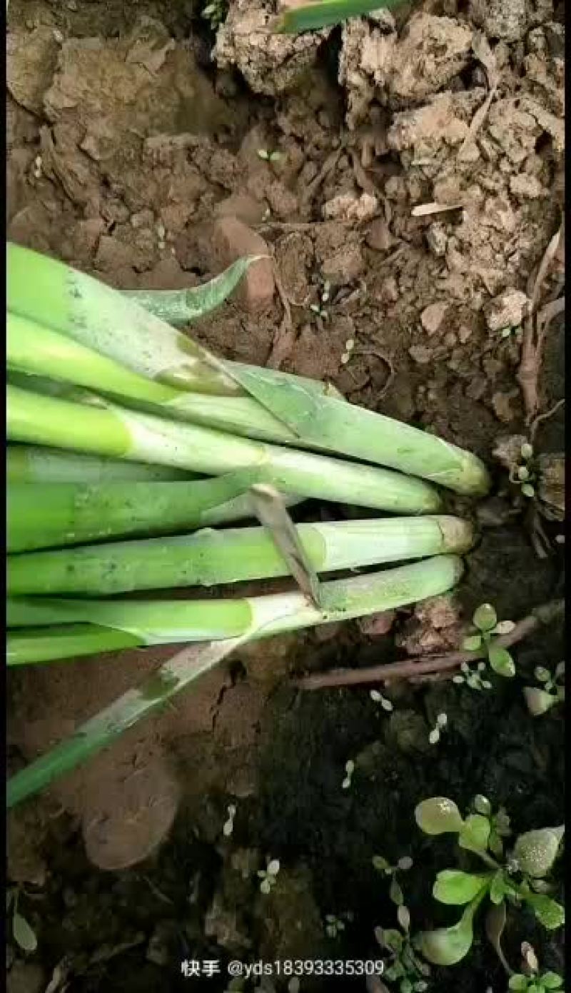 甘肃靖远韭菜大量上市，需要联系