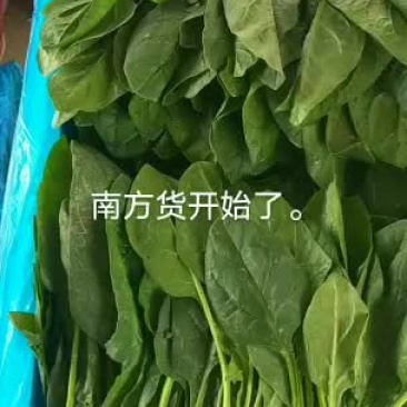 河北邯郸永年精品小菠菜大量供应