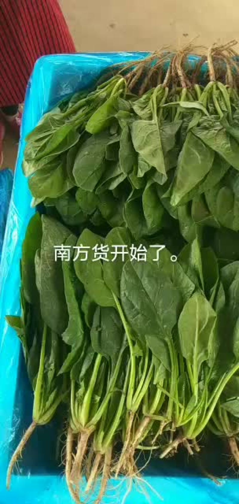 河北邯郸永年精品小菠菜大量供应