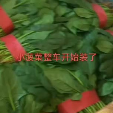 河北邯郸永年精品菠菜大量供应
