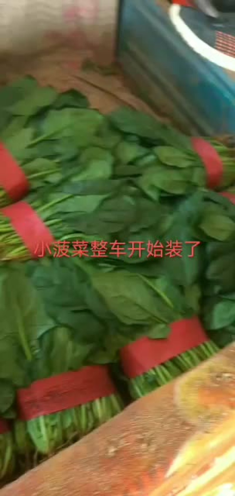 河北邯郸永年精品菠菜大量供应