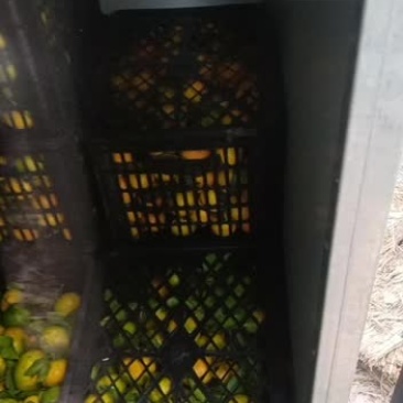 小叶蜜橘，椪柑，丑橘需要的联系