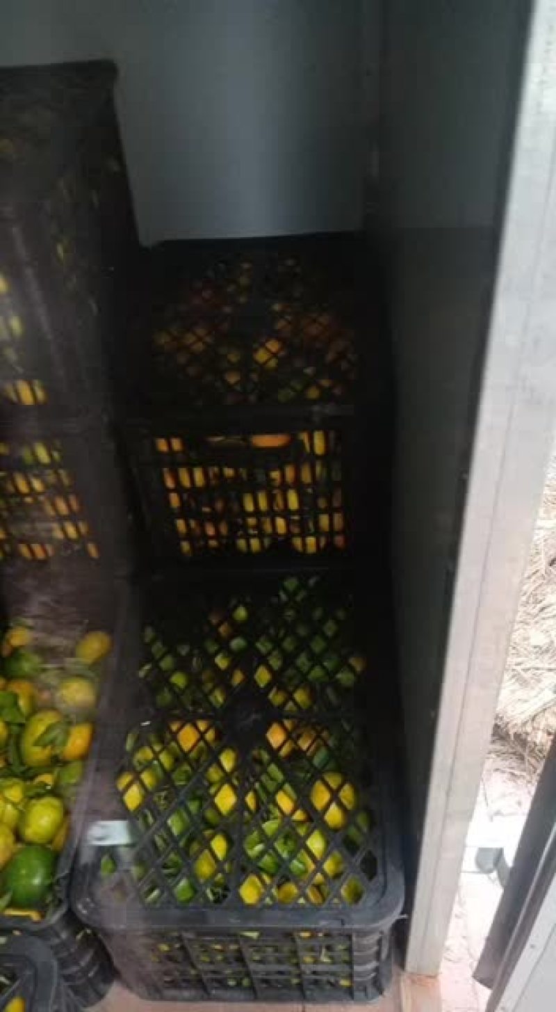 小叶蜜橘，椪柑，丑橘需要的联系