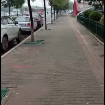 软枣苗君迁子树苗！,