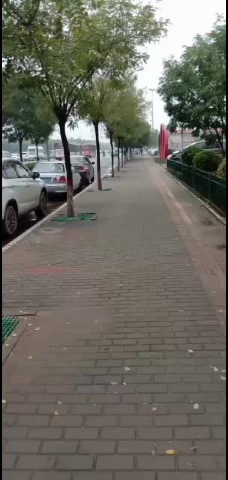 软枣苗君迁子树苗！,