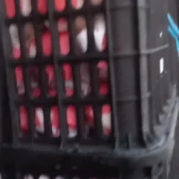 小叶蜜橘小叶蜜橘果汁多果肉入口极化口感刚刚好