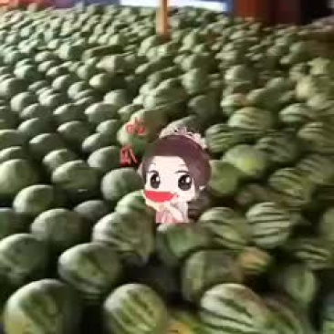 西双版纳麒麟瓜上市中9月29号