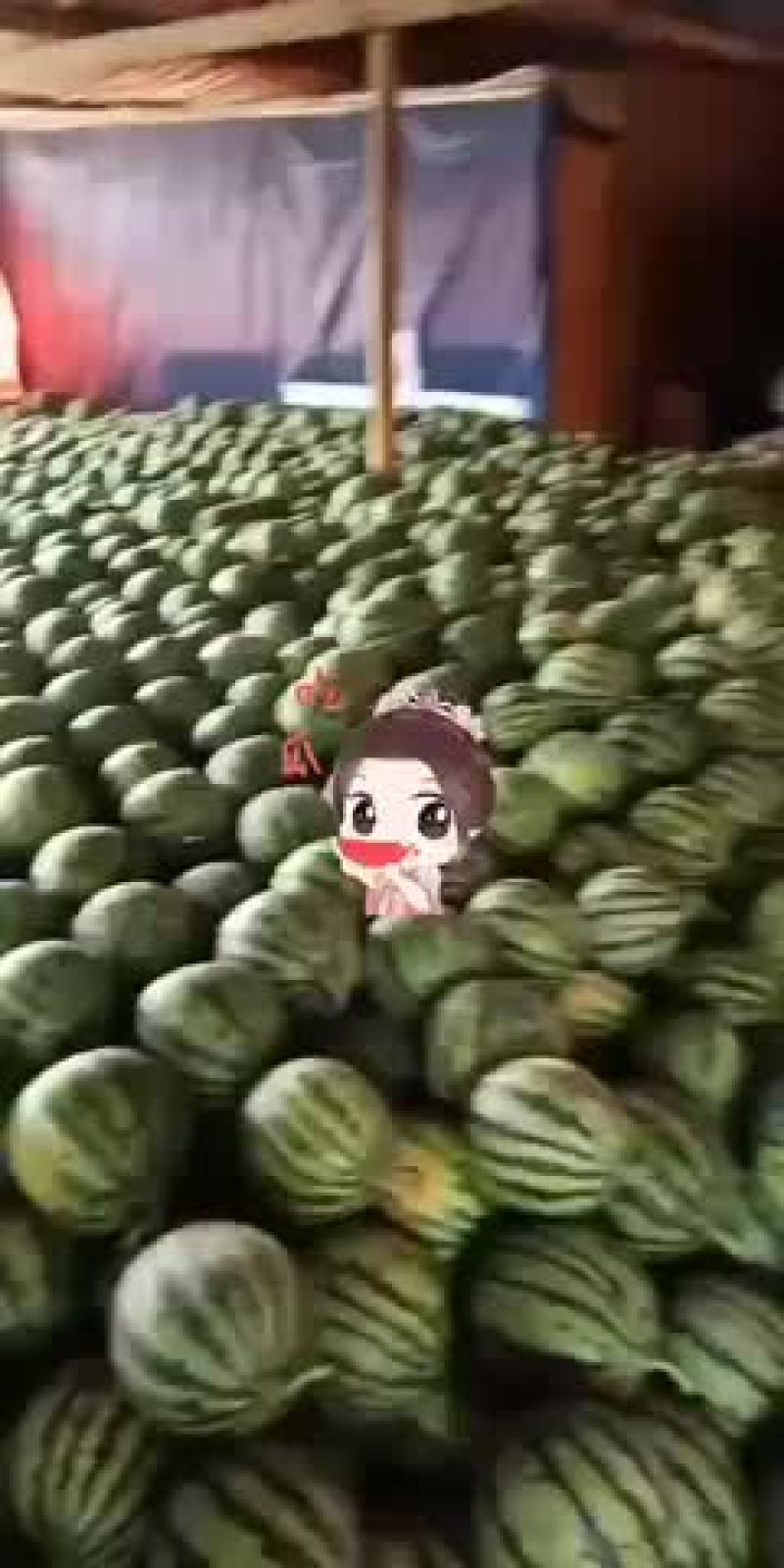 西双版纳麒麟瓜上市中9月29号
