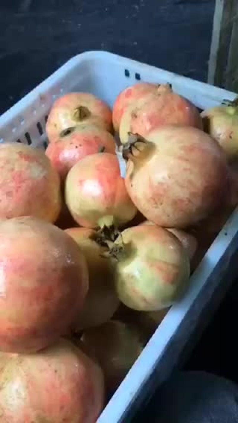 大凉山突尼斯软籽石榴次果